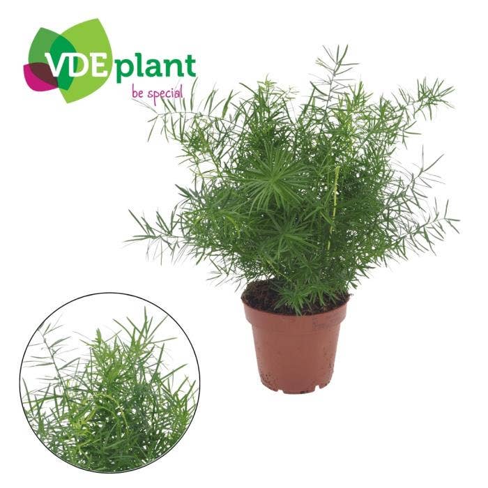 Asparagus Mazeppa in Intenz Kraft