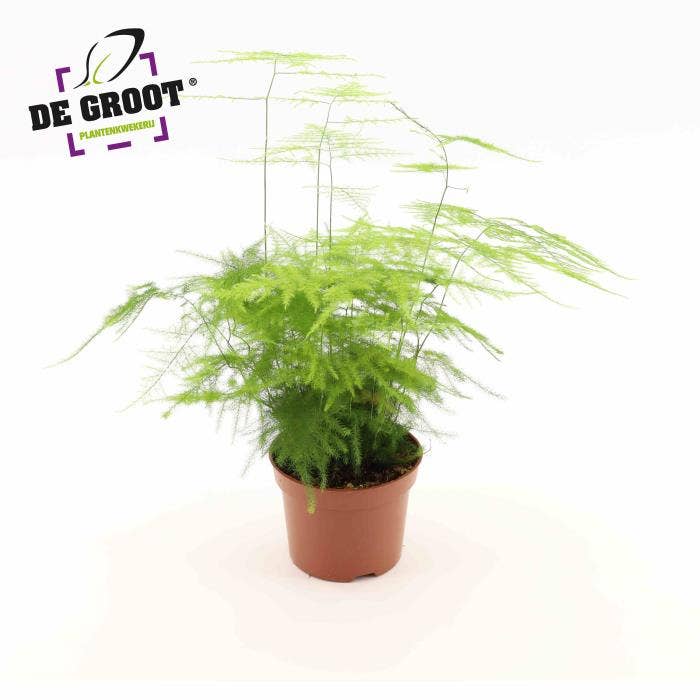 Asparagus set. Plumosus