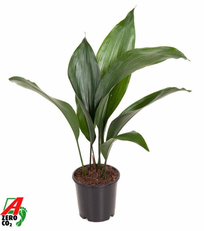 Aspidistra elatior
