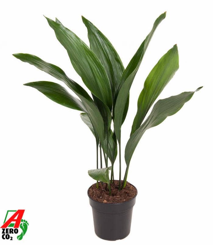 Aspidistra elatior