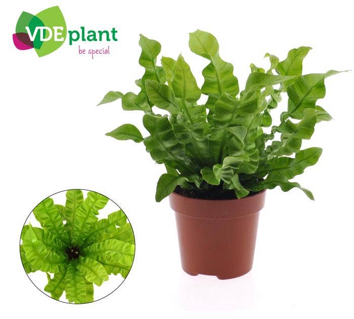 Asplenium Crispy wave