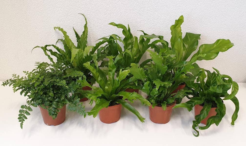 Asplenium mix