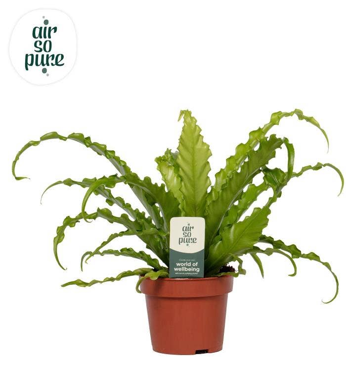 Asplenium Osaka