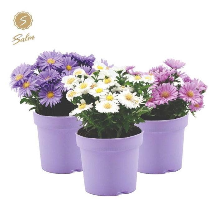 Aster dumosus ‘Alpha’® 