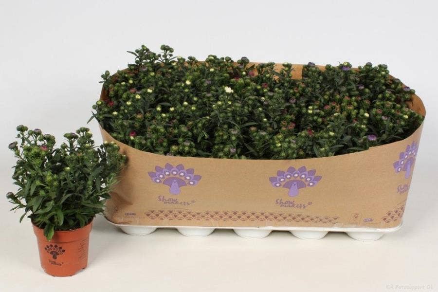 Aster Gemengd in de pot (trio)
