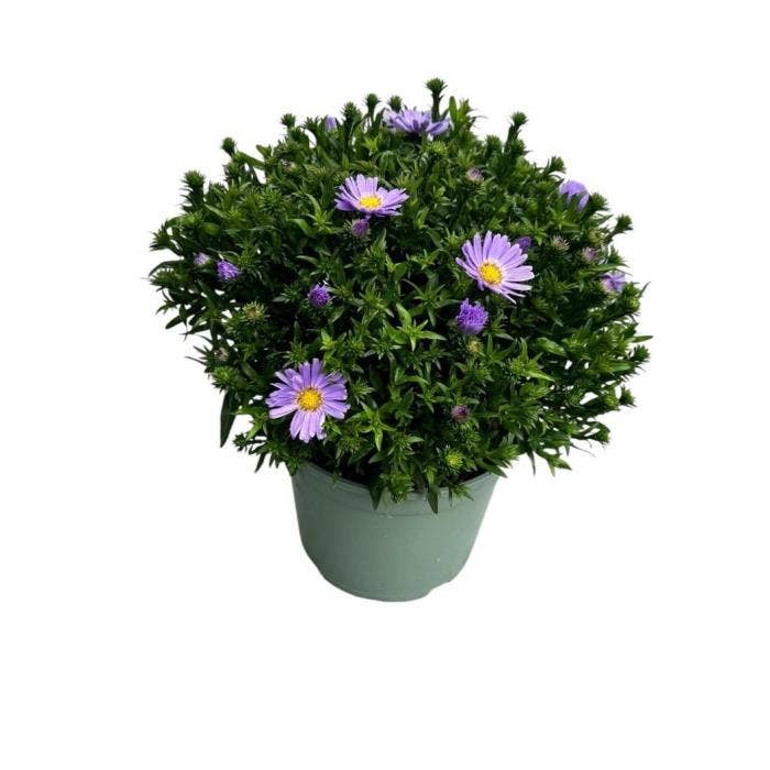 Aster 'Henry Blue'