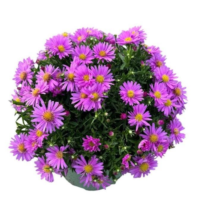 Aster 'Henry Pink'