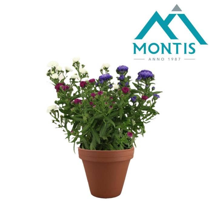 Aster novi. 'Showmaker Trio' Terra Cotta