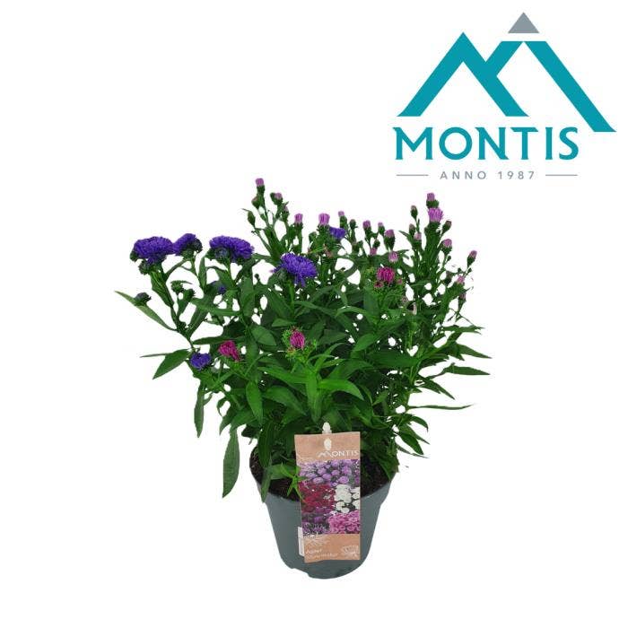 Aster novi. 'Showmaker Trio'