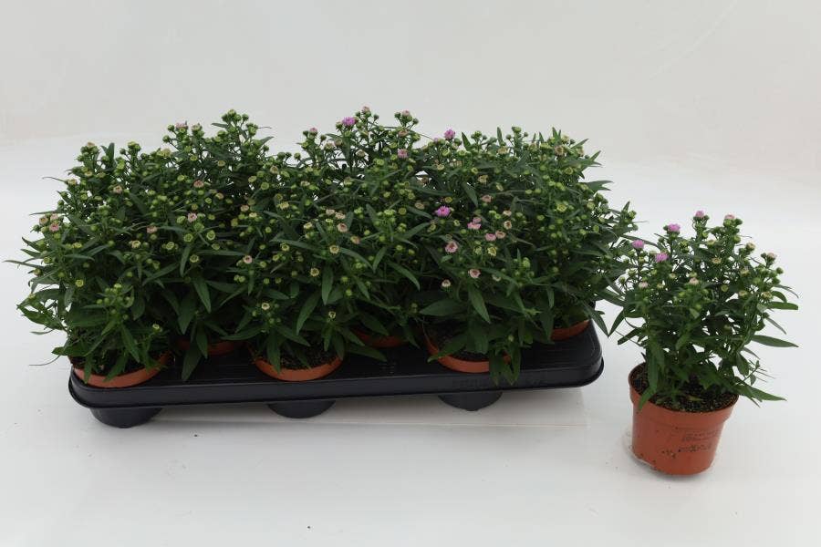 Aster novi. 'Starletta Pink'