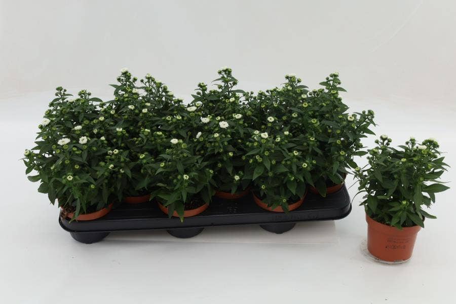 Aster novi. 'Starletta White'