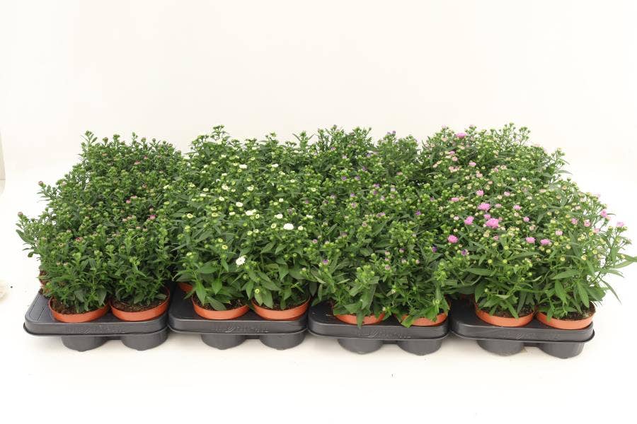 Aster novi. 'Starletta'