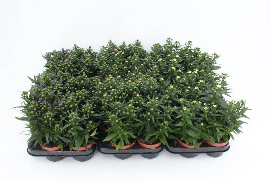 Aster novi. 'Starletta'