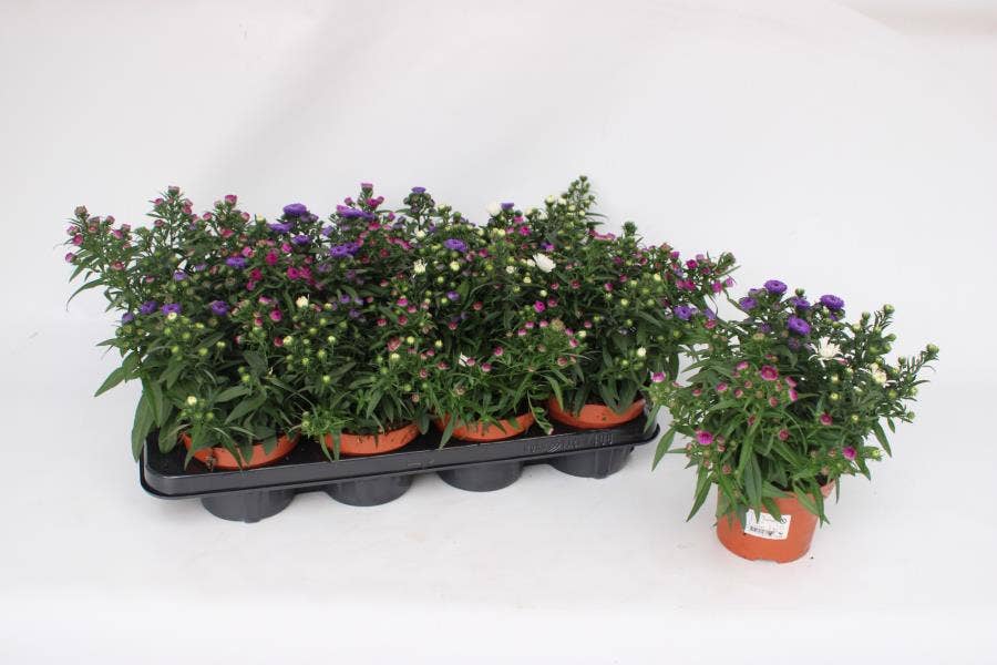 Aster novi. 'Tricolor'