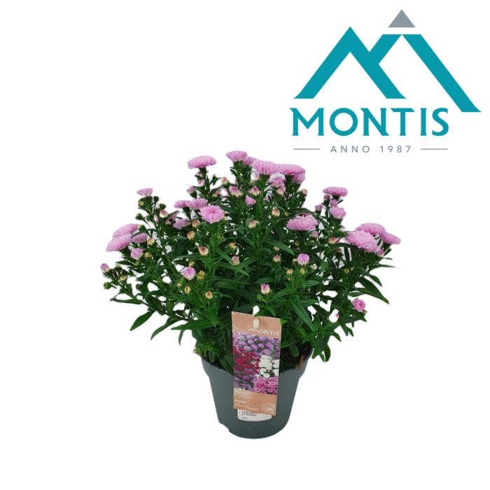 Aster 'Showmaker' Baby Pink