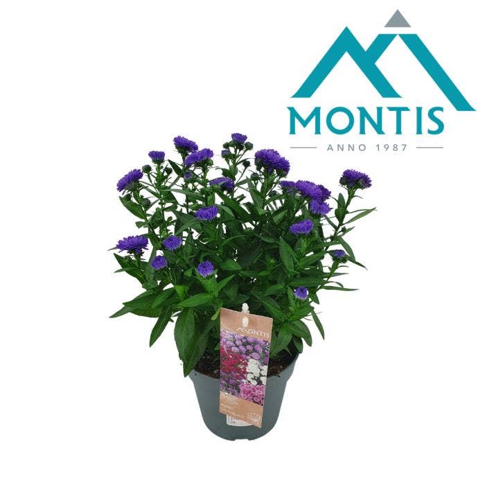 Aster 'Showmaker' Endless Blue