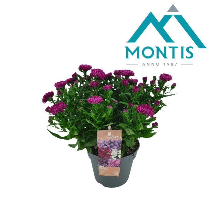 Aster 'Showmaker' Magenta