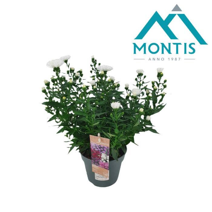 Aster Showmaker Polar White 