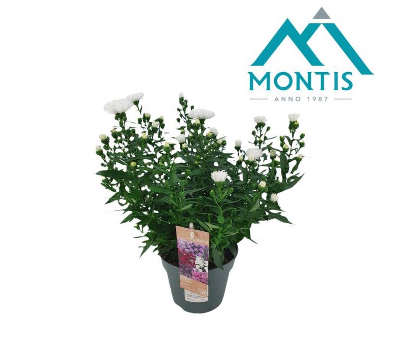 Aster 'Showmaker' Snow White
