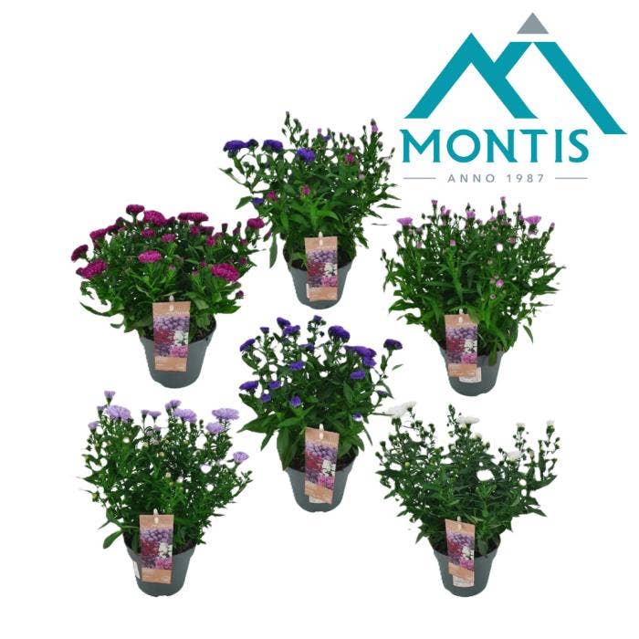 Aster Showmaker
