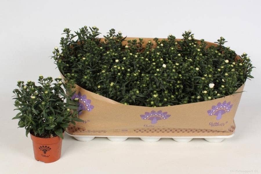 Aster Showmakers Artic White
