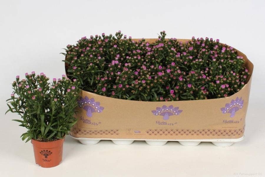 Aster Showmakers Baby Pink