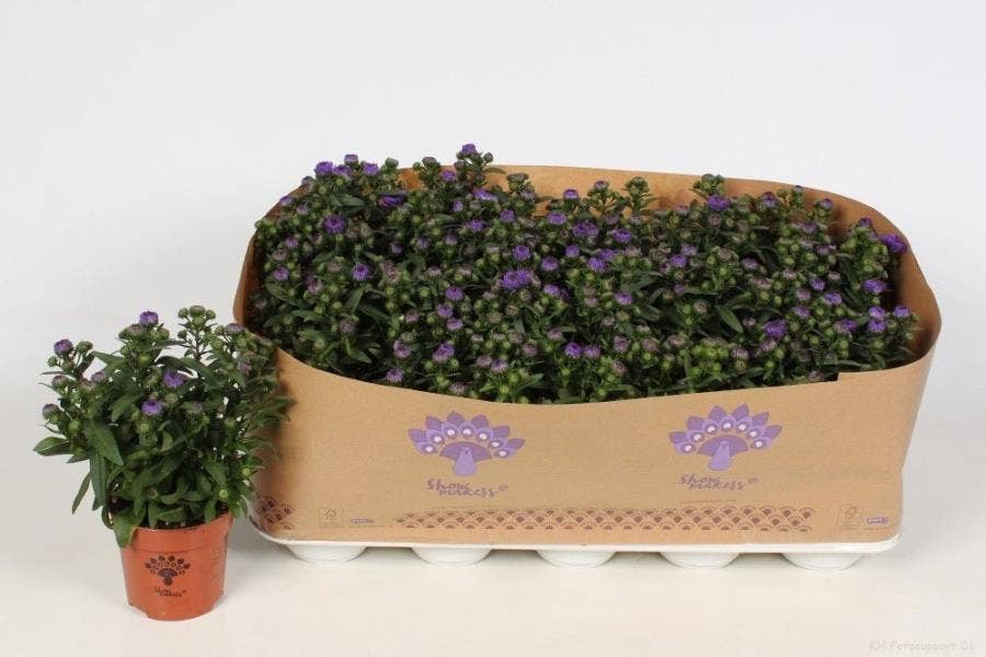 Aster Showmakers Blue Bayou