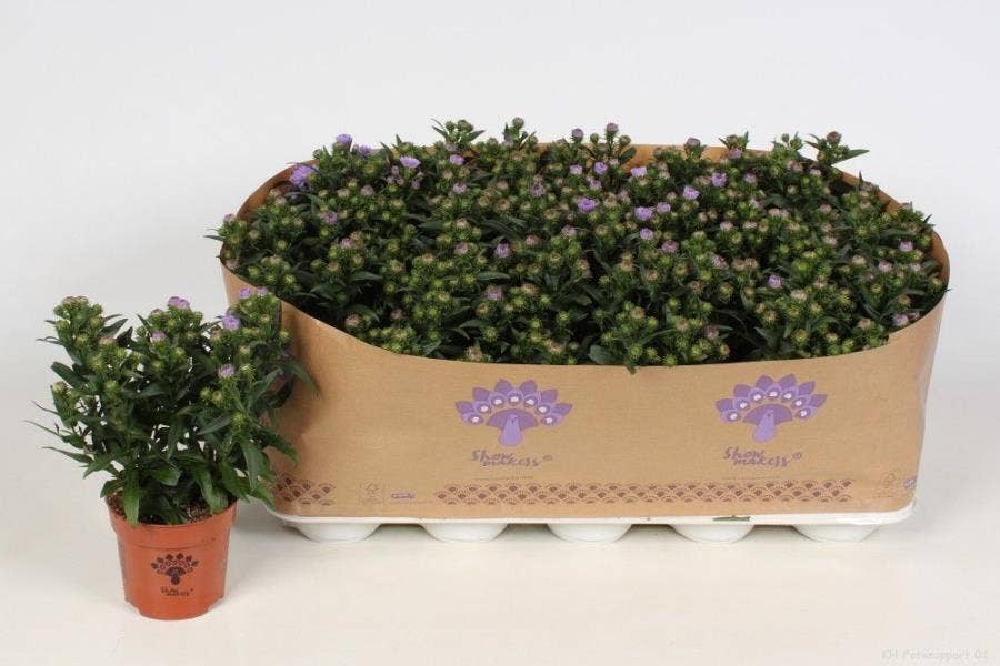 Aster Showmakers lavender