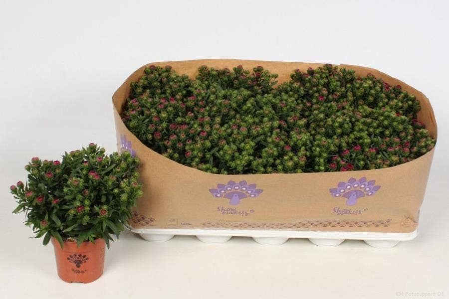 Aster Showmakers Magenta