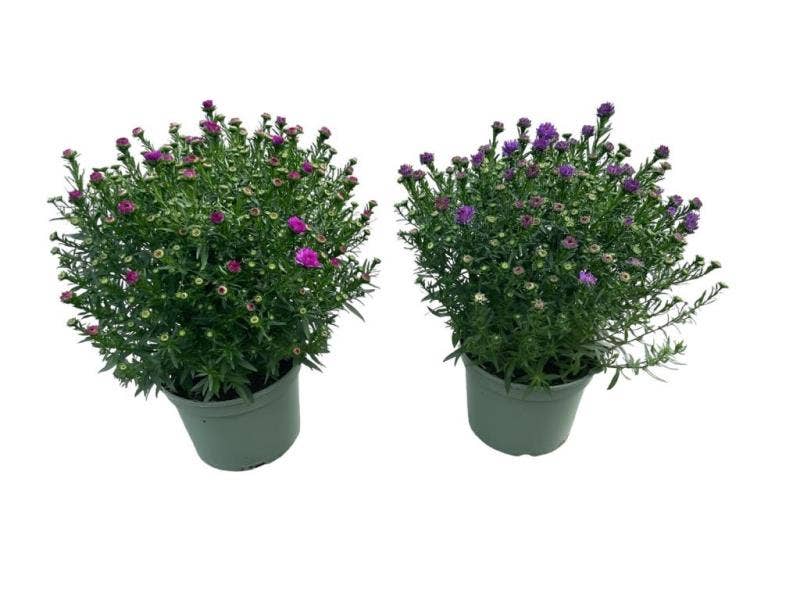 Aster