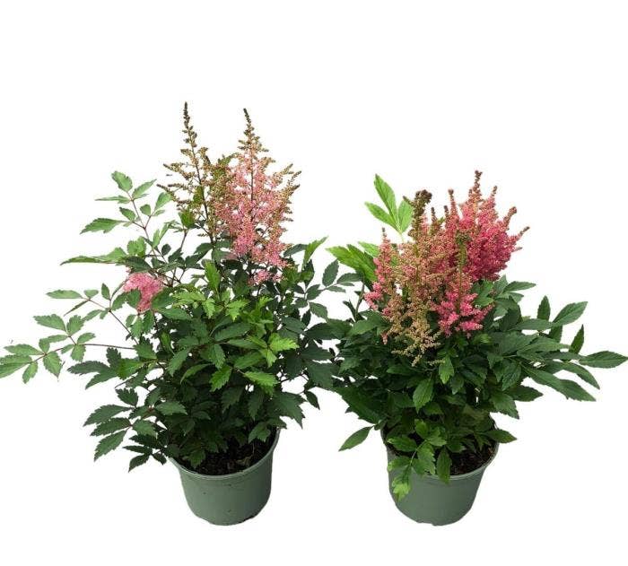 Astilbe 'Younique' PT