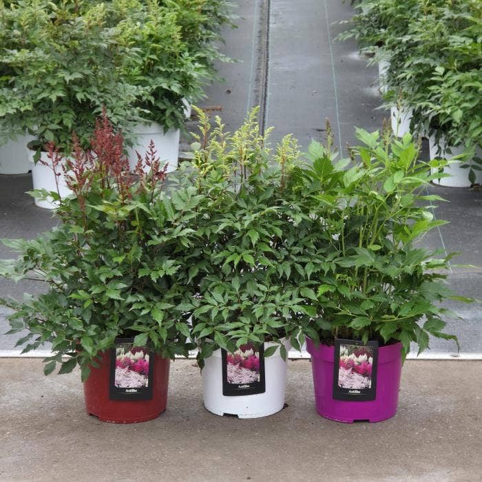Astilbe