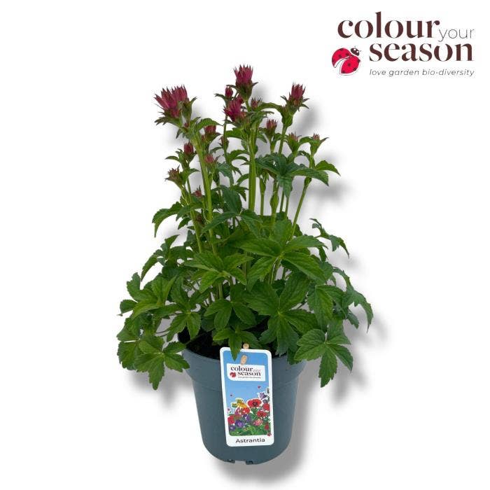 Astrantia maj. 'Pink Pride'