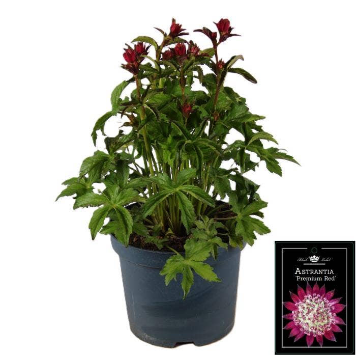 Astrantia premium Red