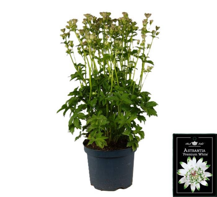 Astrantia premium White