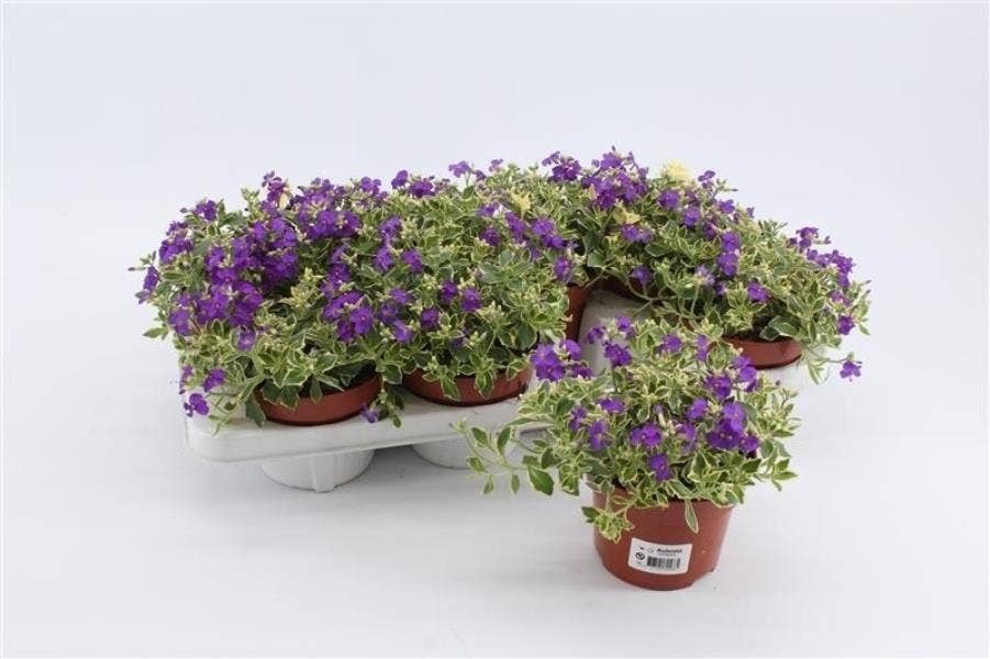 Aubrieta gra. 'Dr Mules' Variegated