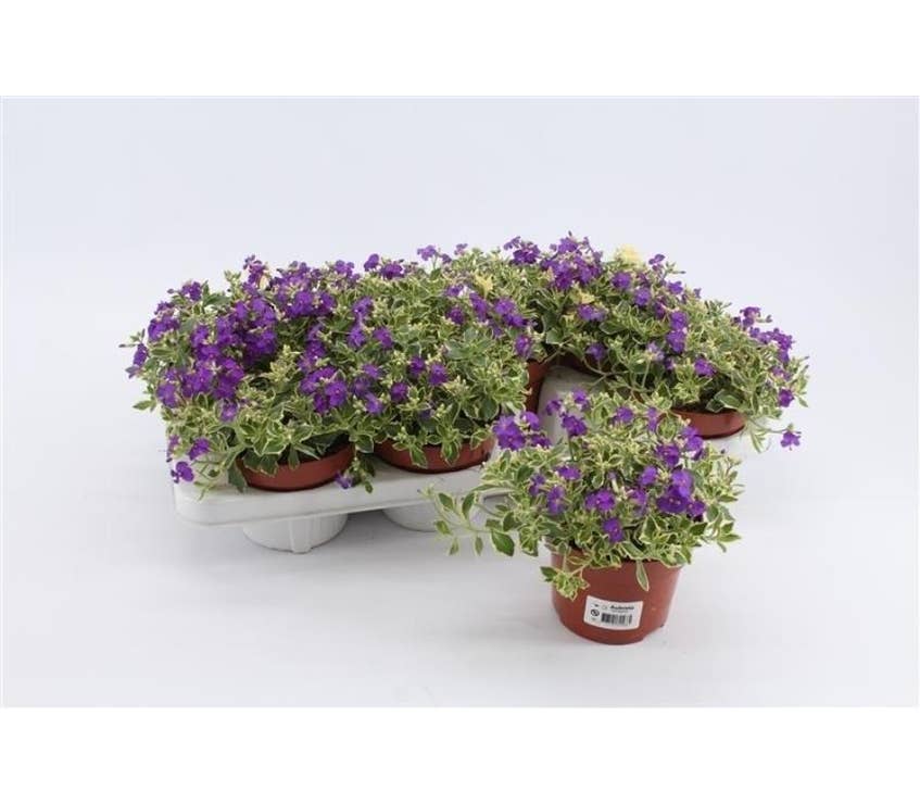 Aubrieta gra. 'Dr Mules' Variegated