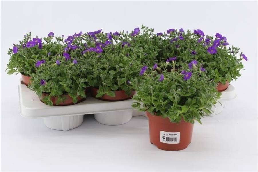 Aubrieta gra. 'Kitte'
