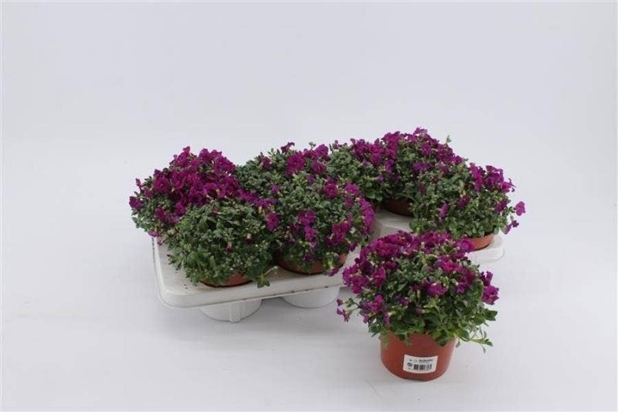 Aubrieta gra. 'Royal Red'