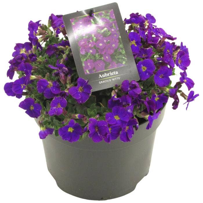 Aubrieta 'Kitte Blue'