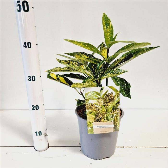 Aucuba jap. 'Crotonifolia'