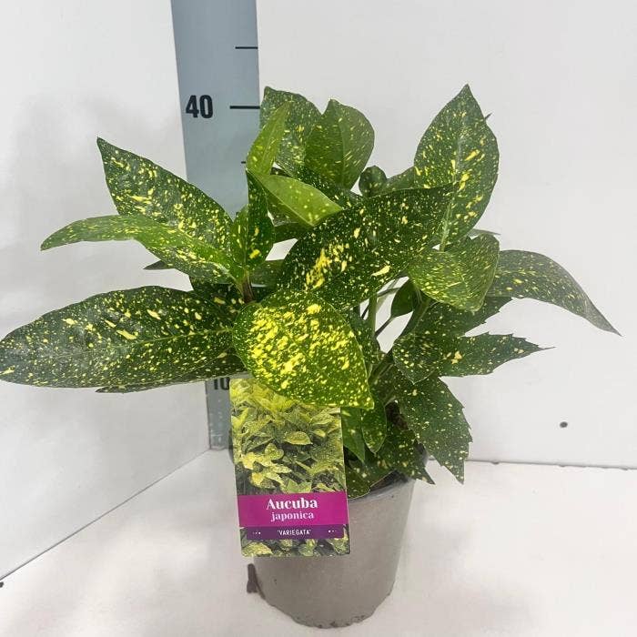 Aucuba jap. 'Variegata'