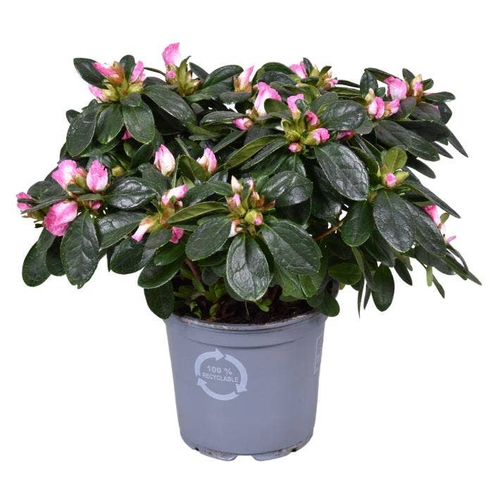 Azalea Hulsten (Pink/White)