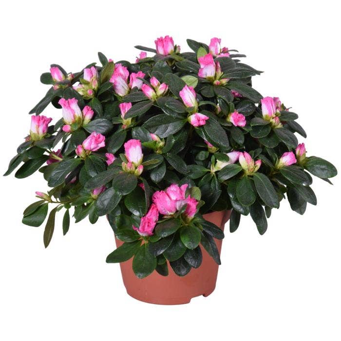 Azalea Hulsten (Pink/White)