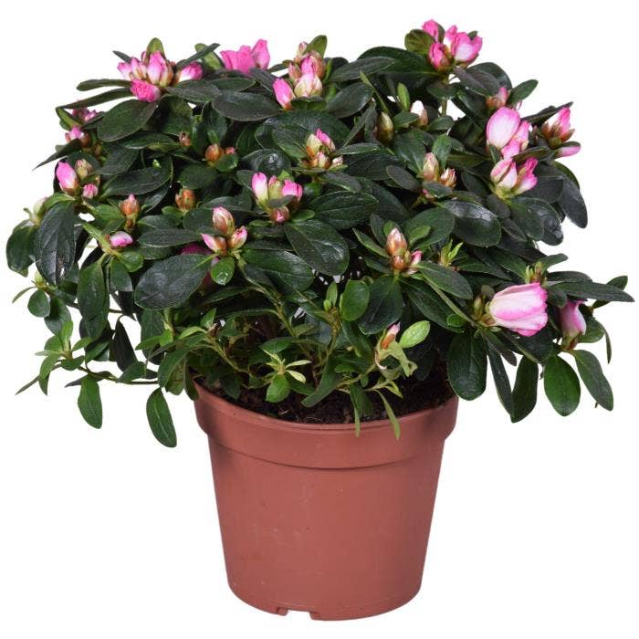Azalea Hulsten (Pink/White)