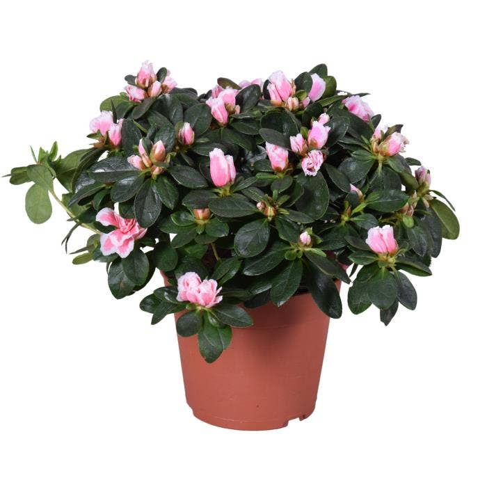 Azalea Inga (Bicolor)
