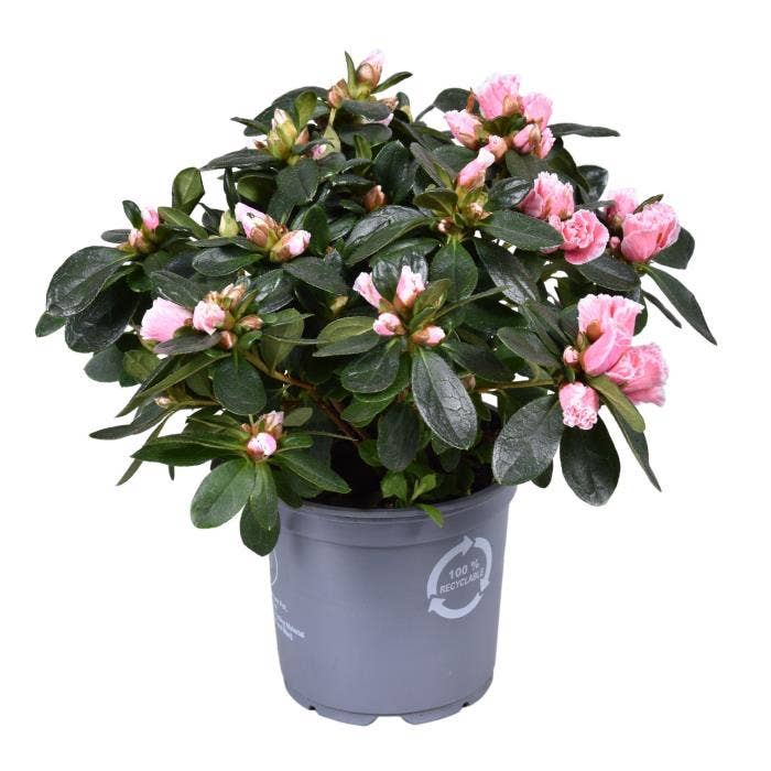 Azalea Inga (Bicolor)