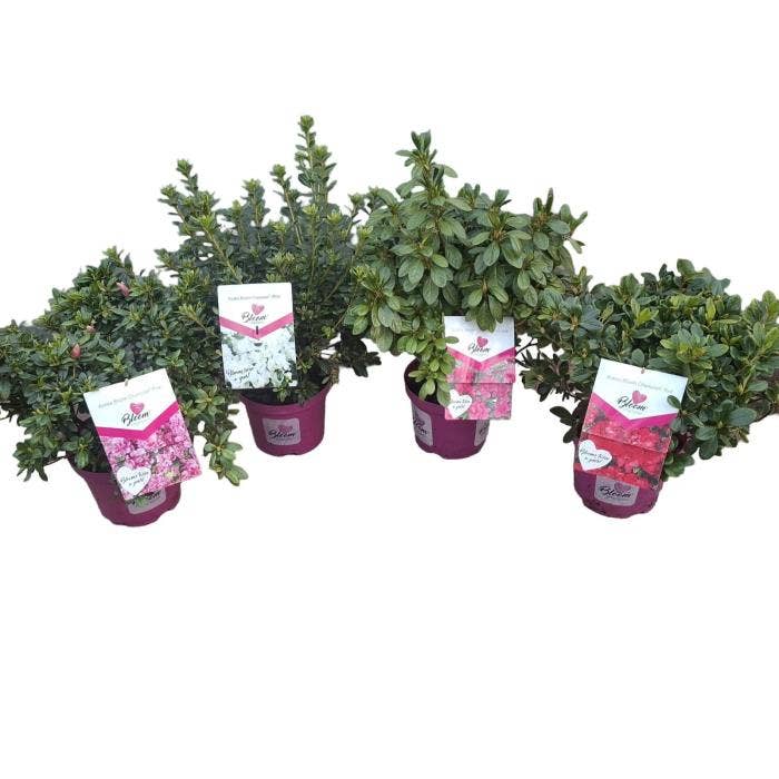 Azalea jap. Bloom Champion®