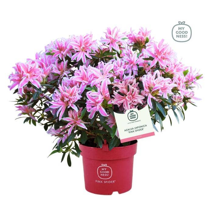 Azalea jap. 'Pink Spider'
