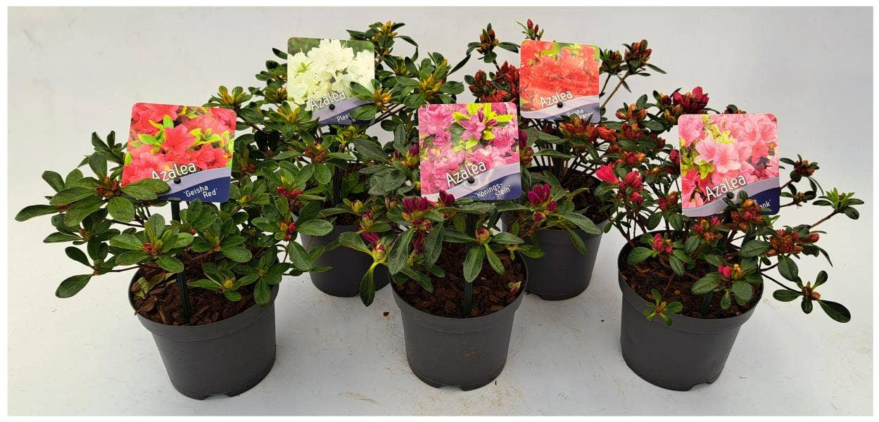 Azalea japonica